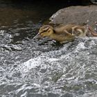 Duckling - Rafting...