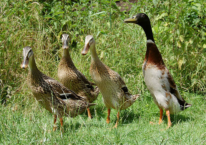 Ducklinge im hohen Gras