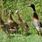 Ducklinge im hohen Gras