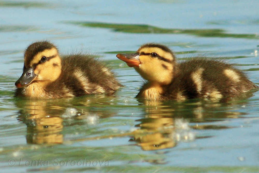 ducklings