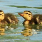 ducklings