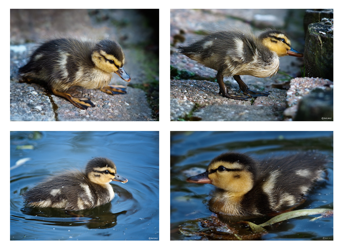 DUCKLINGS