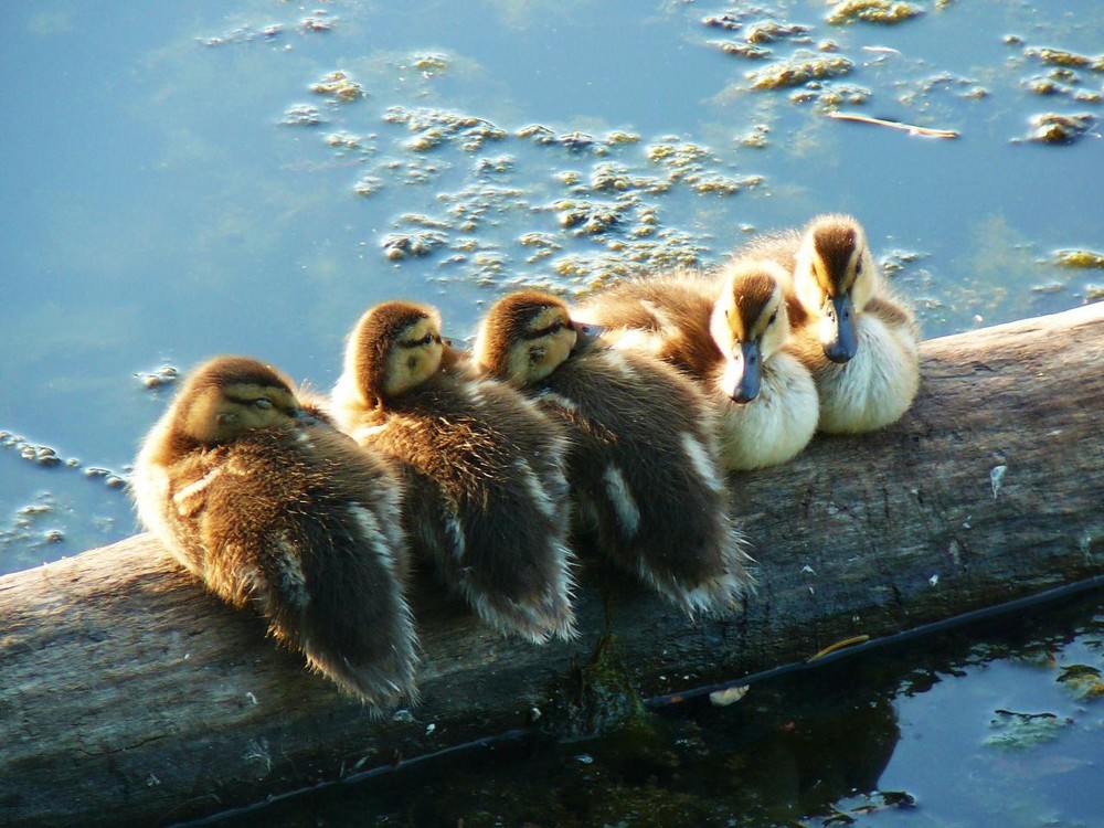 Ducklings