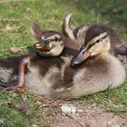 Ducklings