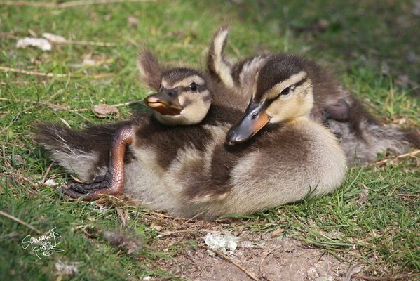 Ducklings
