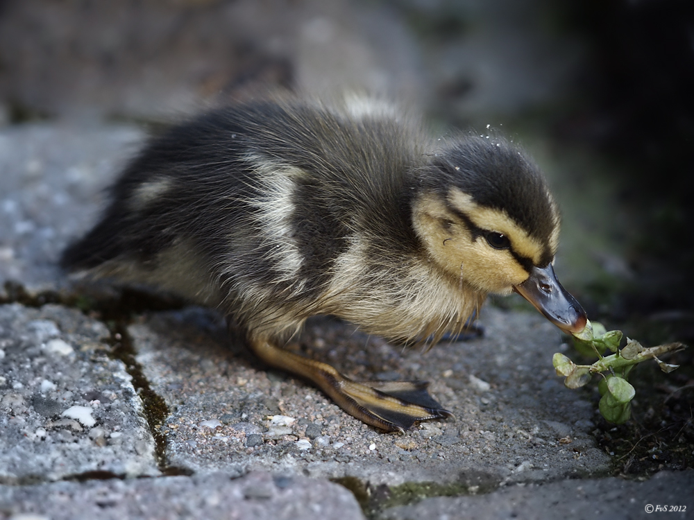 DUCKLINGS II