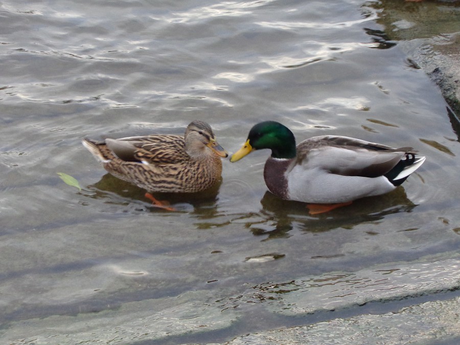 Ducklove