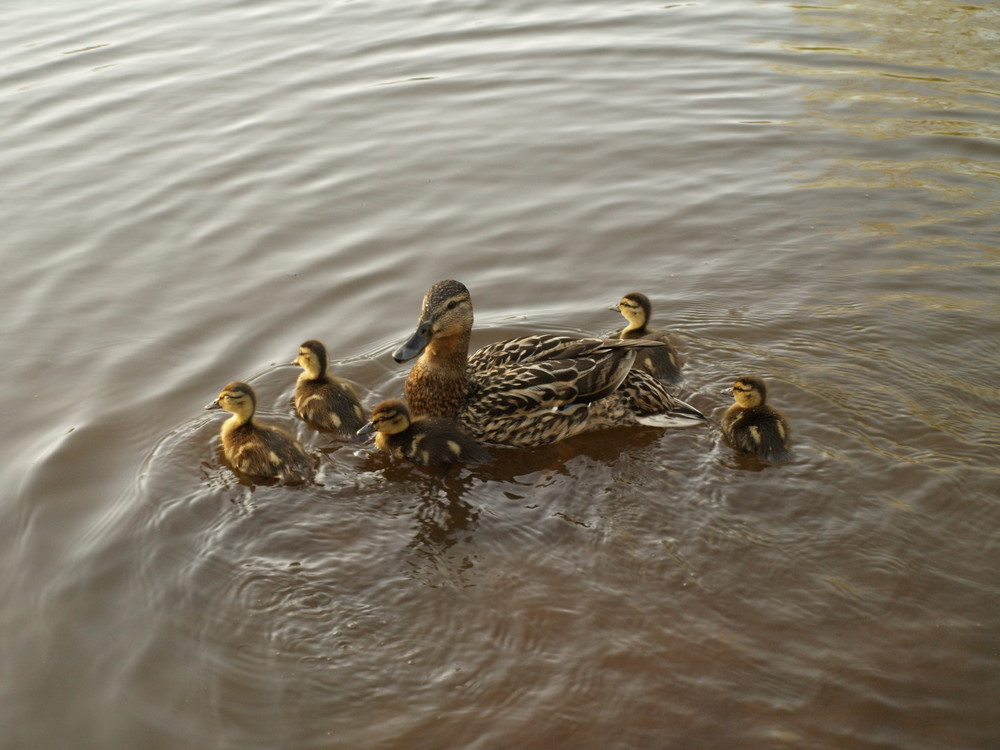 Ducks