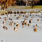 Ducks