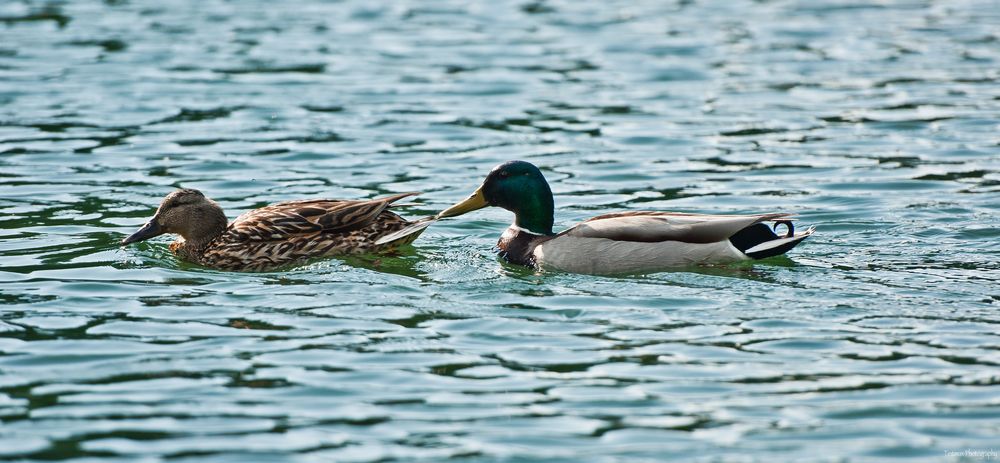 ducks Foto & Bild | tiere, wildlife, wild lebende vögel Bilder auf ...