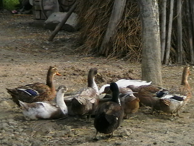 ducks