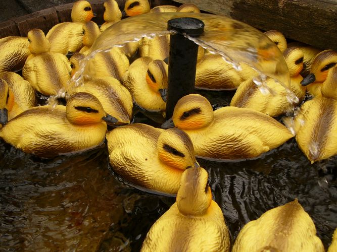 Ducks