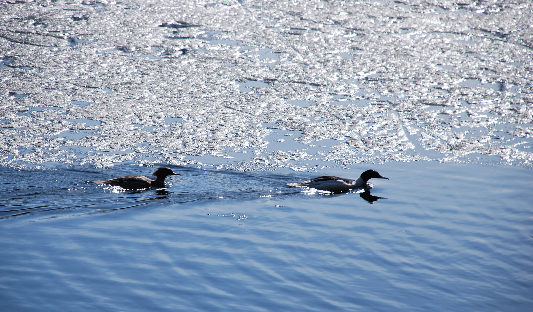 Ducks