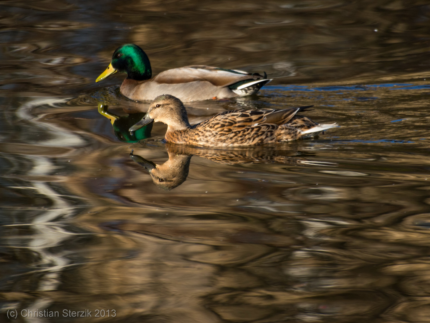 Ducks