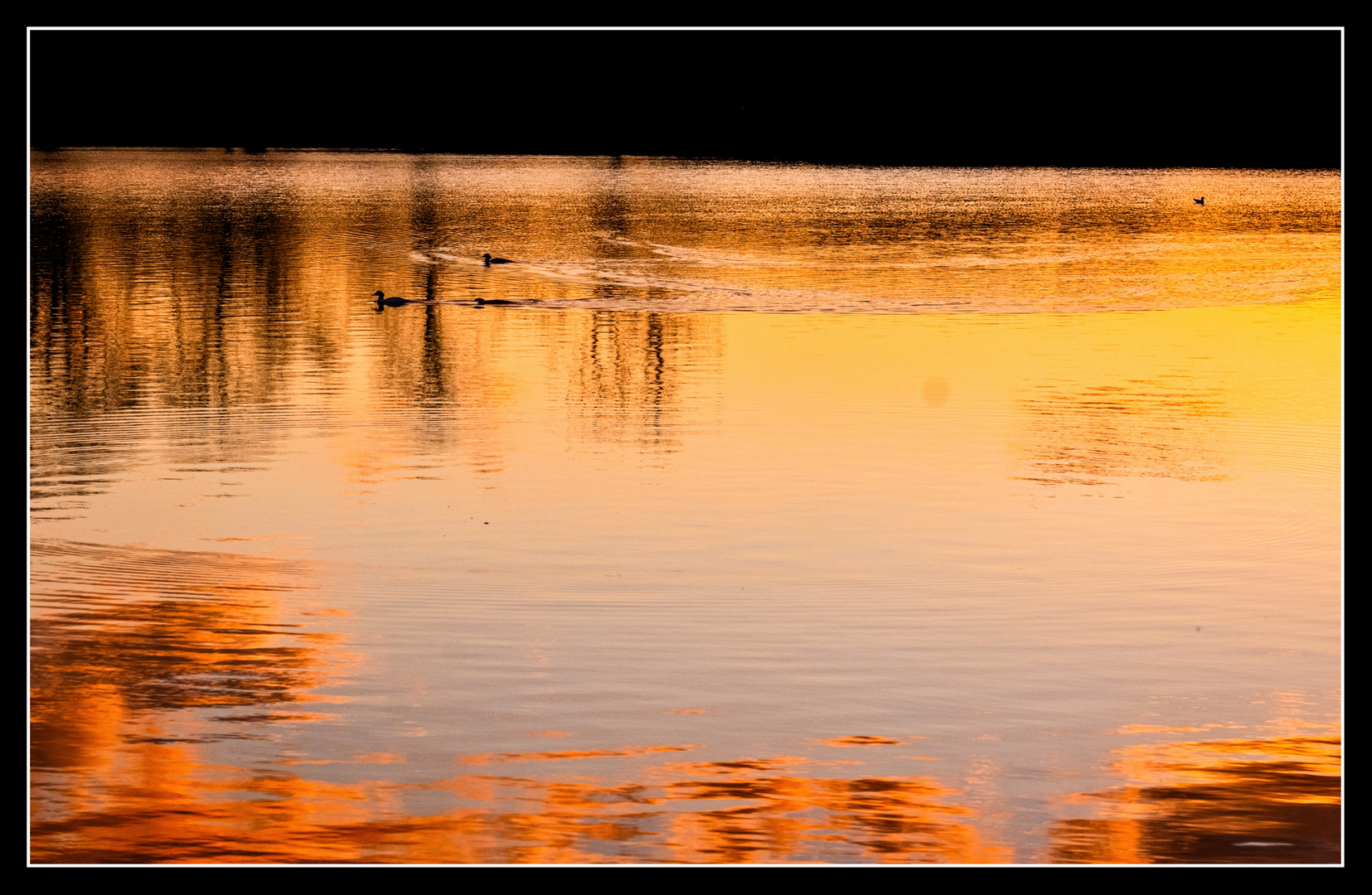 Ducks