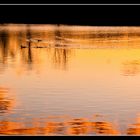 Ducks