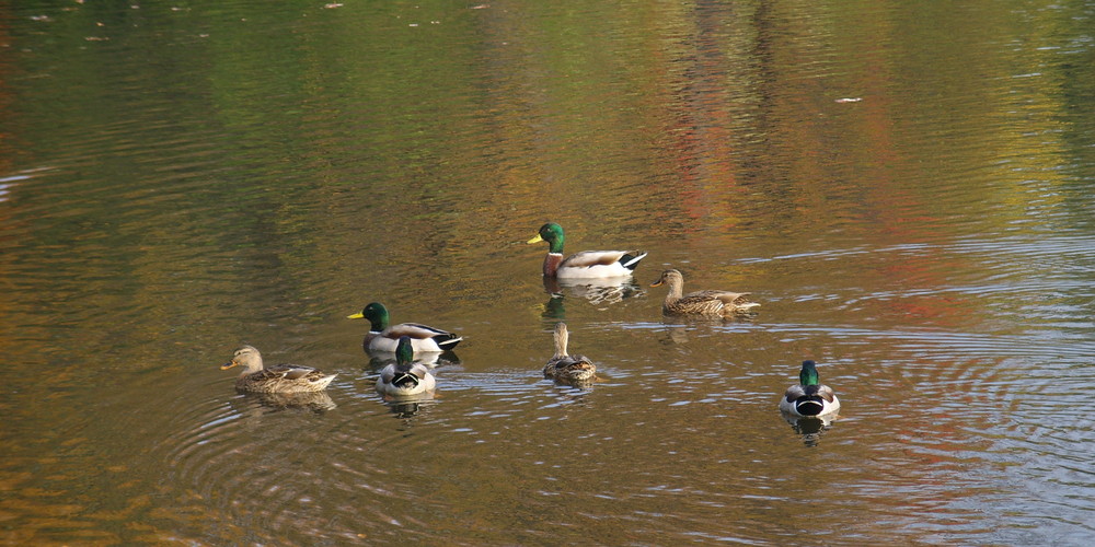 Ducks