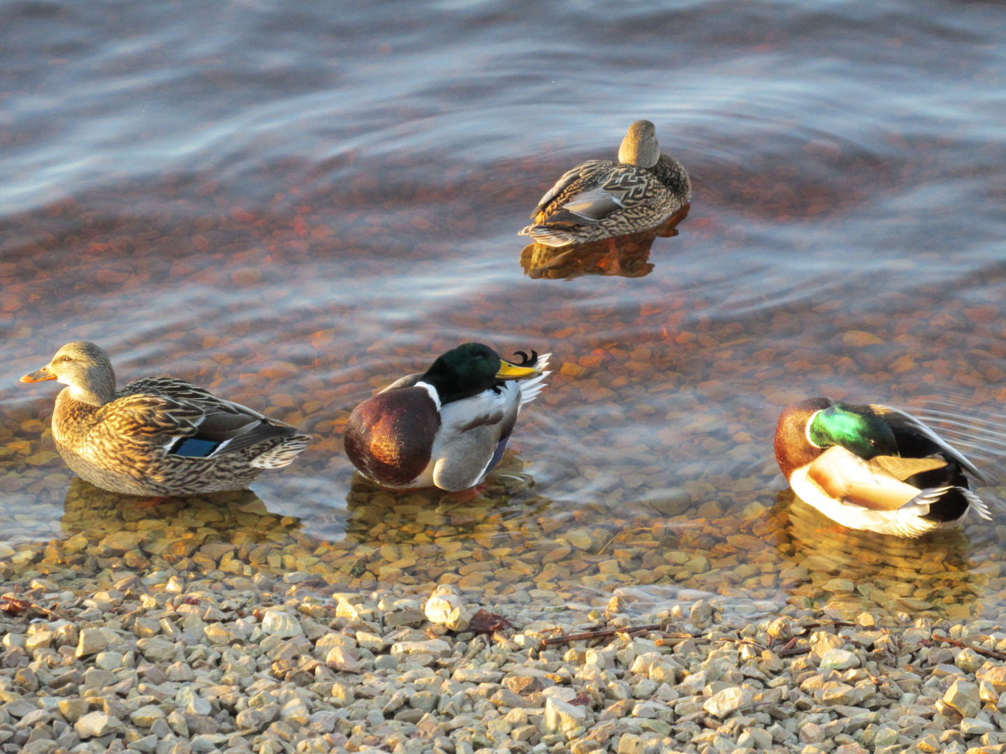 Ducks