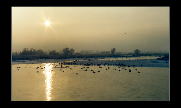 Ducks at river