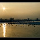 Ducks at river