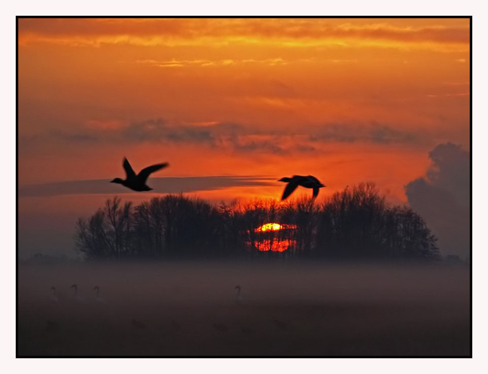 Ducks at sunset