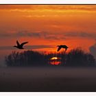 Ducks at sunset