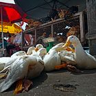 Ducks at the market 