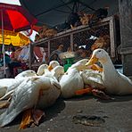 Ducks at the market 