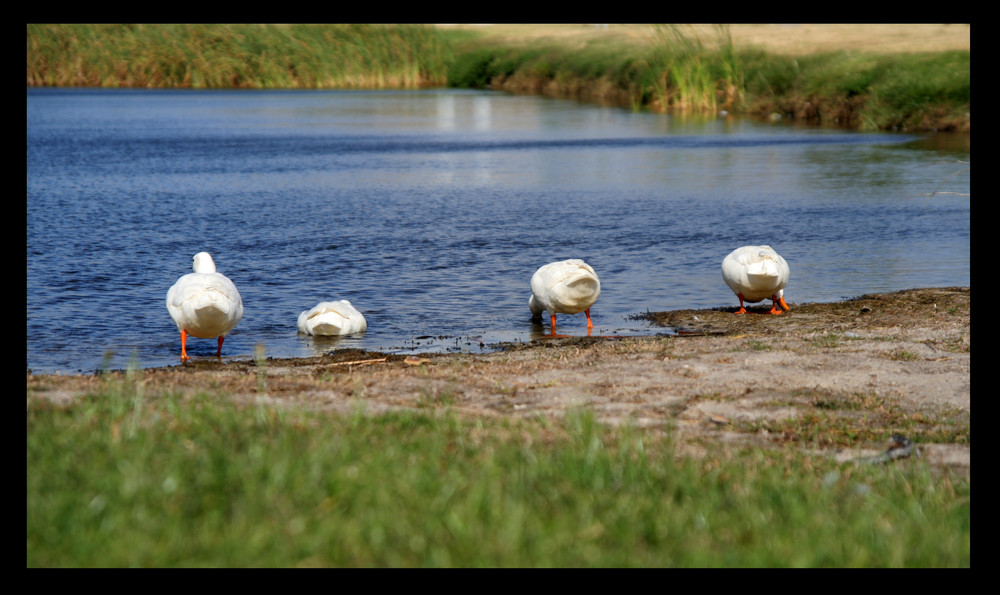 ducks, brackenfell, South Africa Foto & Bild animals, wildlife, birds