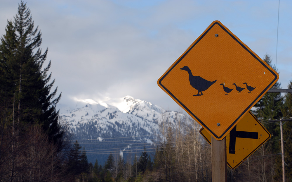 Ducks Crossing