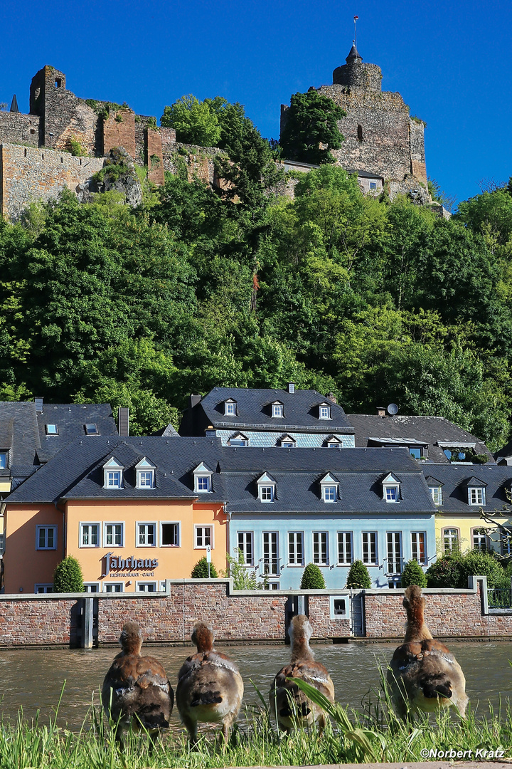 duck's family day ....exploring the Saarburg