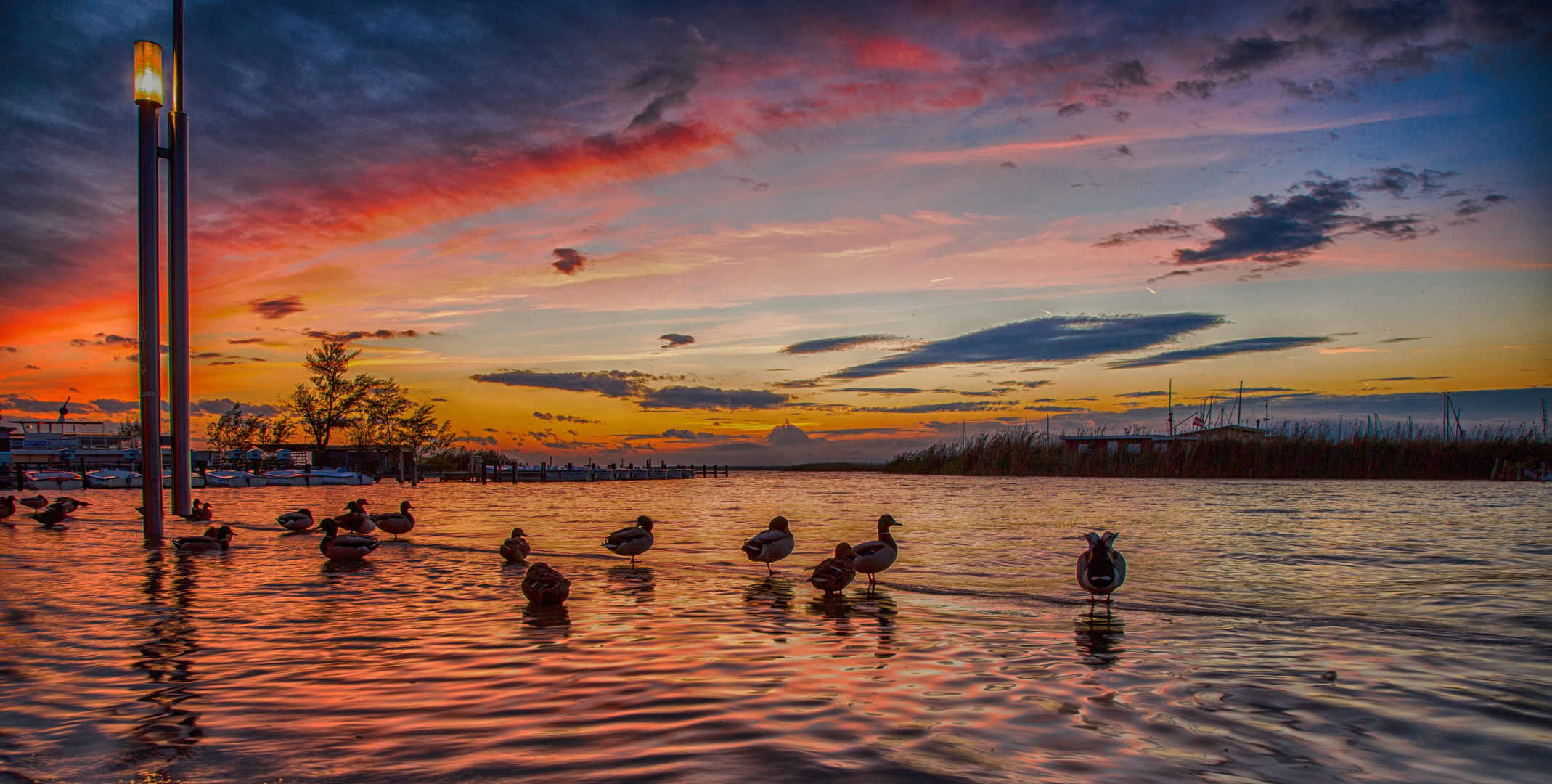 ducks goin' to sleep