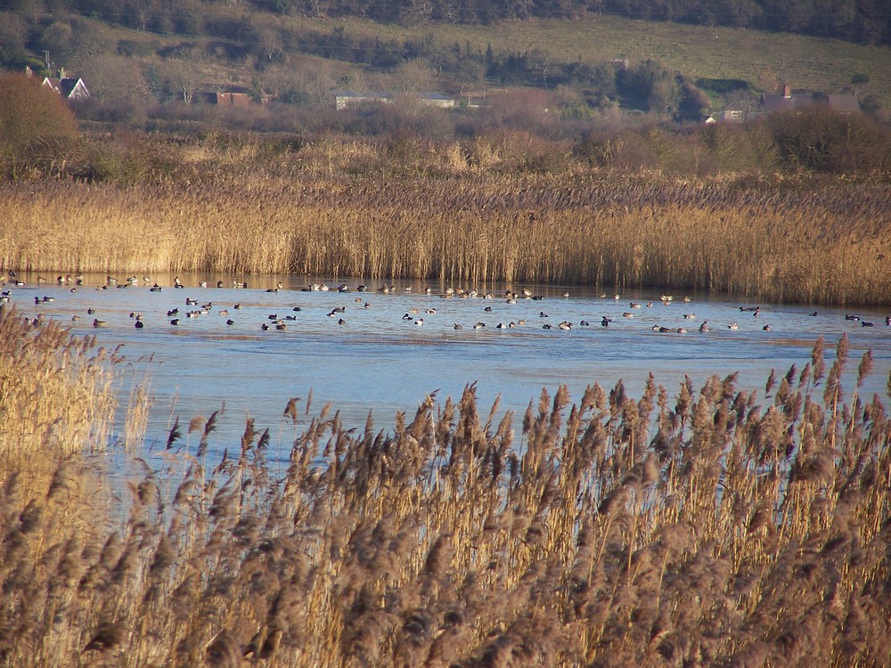 ducks in a lake 1