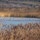 ducks in a lake 1