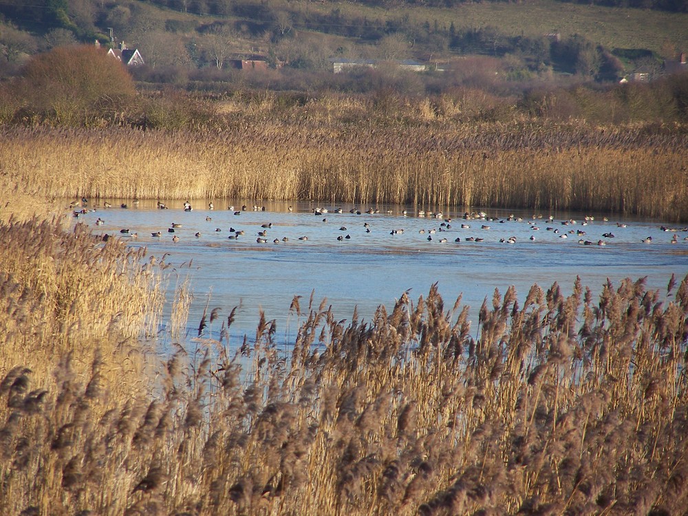 ducks in a lake 2