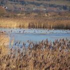 ducks in a lake 2