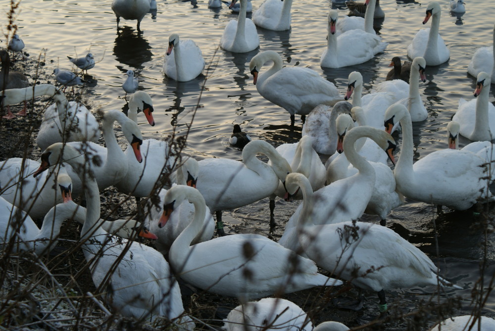 ducks in bulk