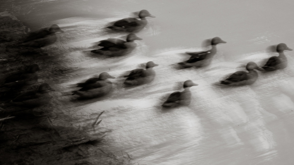 Ducks in flight