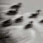 Ducks in flight