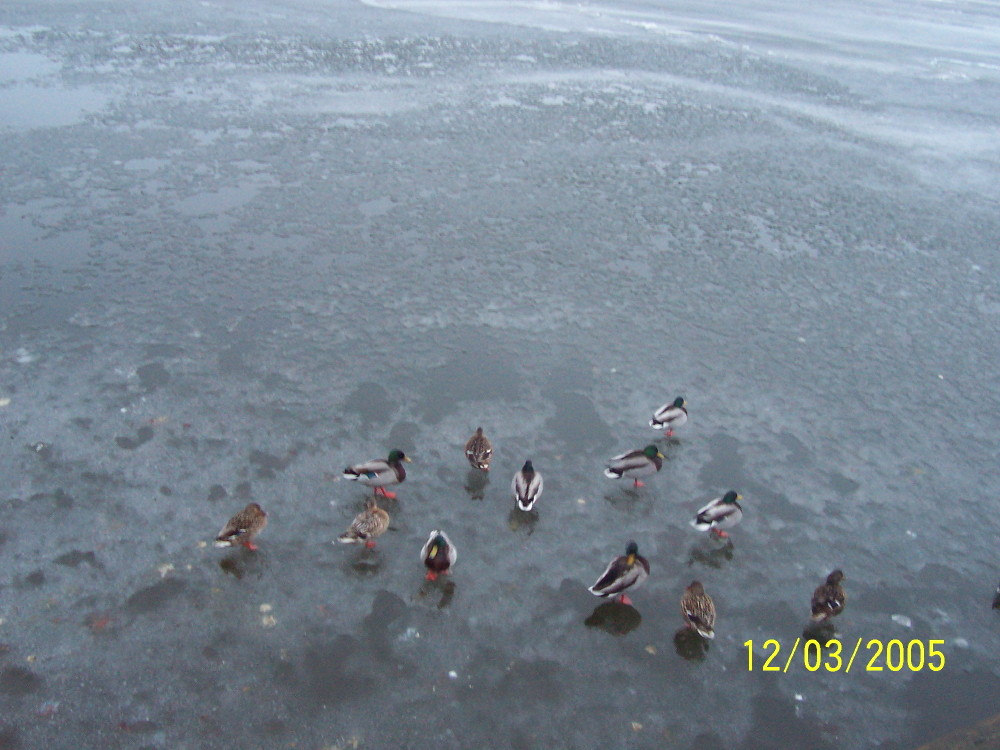 Ducks in frozen lake