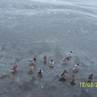 Ducks in frozen lake