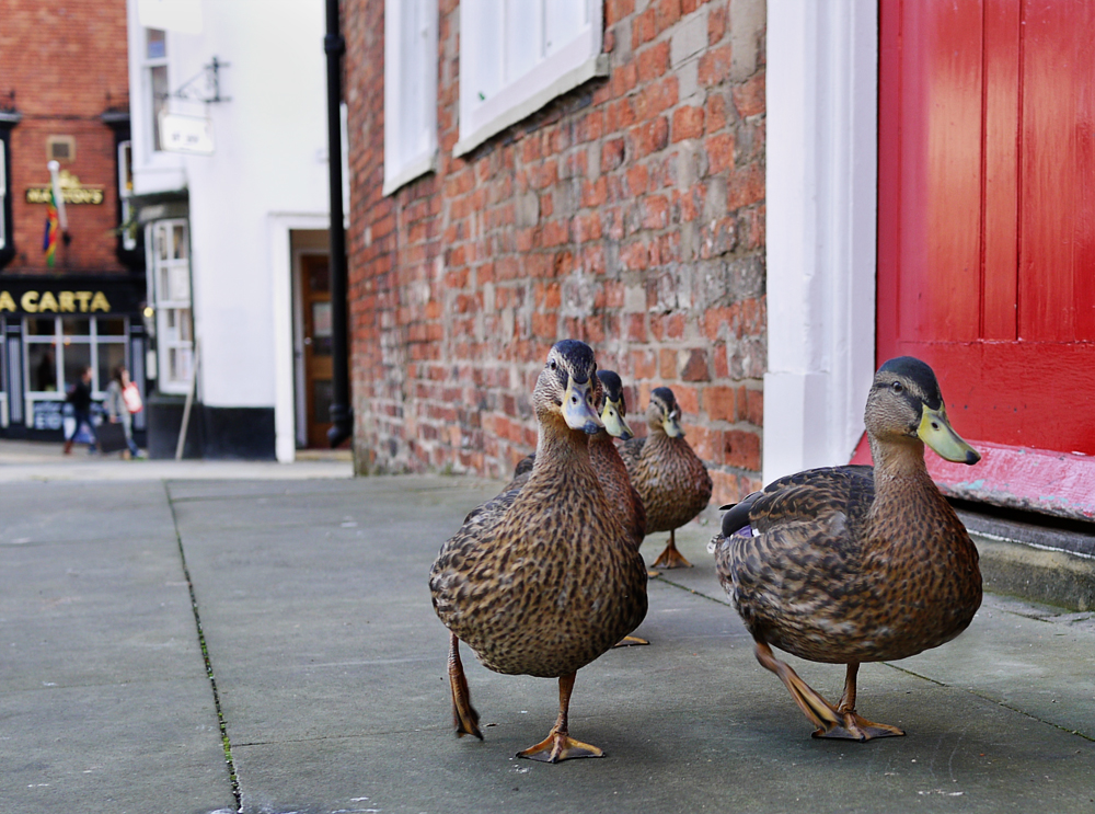 Ducks in Lincoln