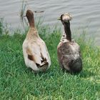 Ducks in love