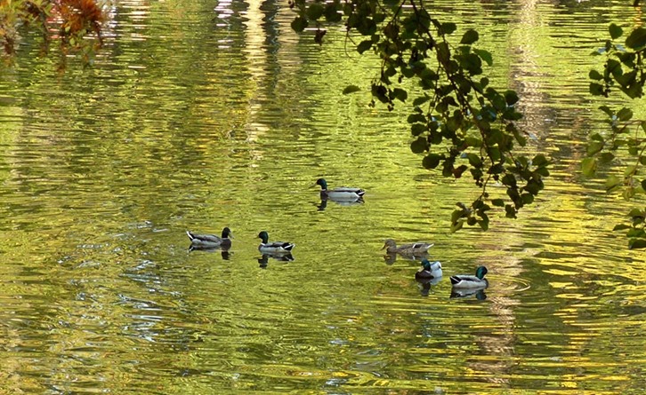 Ducks in the "Golden Lake"...