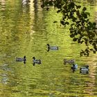 Ducks in the "Golden Lake"...