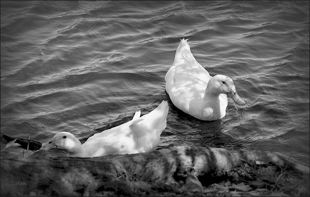 Ducks in the Shade.....