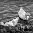 Ducks in the Shade.....