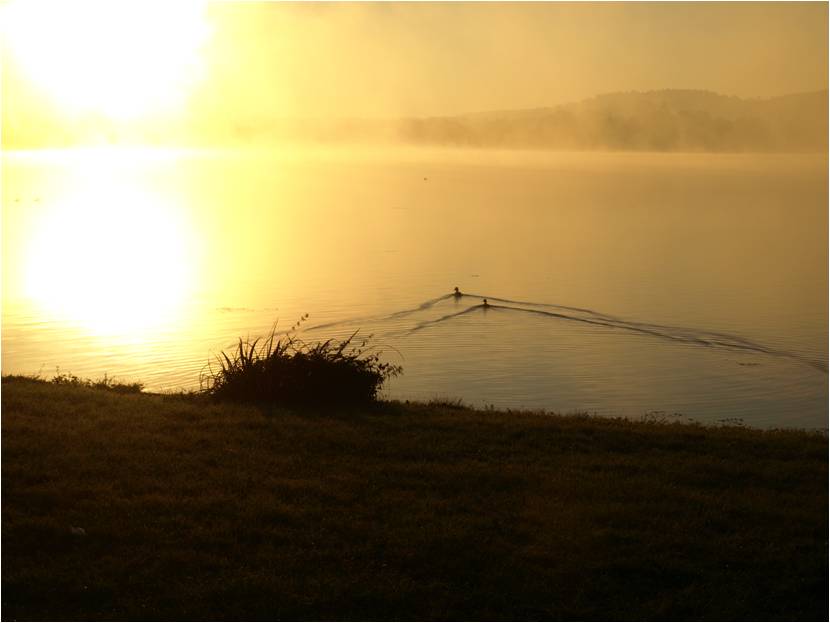 Ducks in the Sunrise