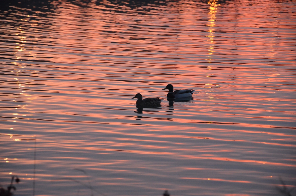 Ducks in the sunset