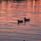 Ducks in the sunset